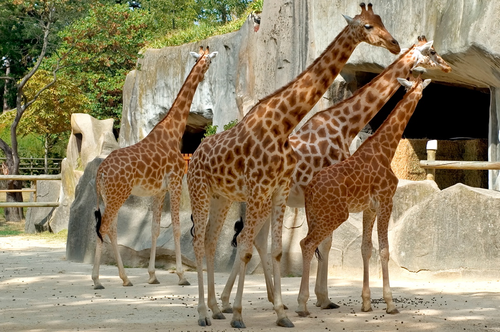 Lune de Miel - A Tower of Giraffe